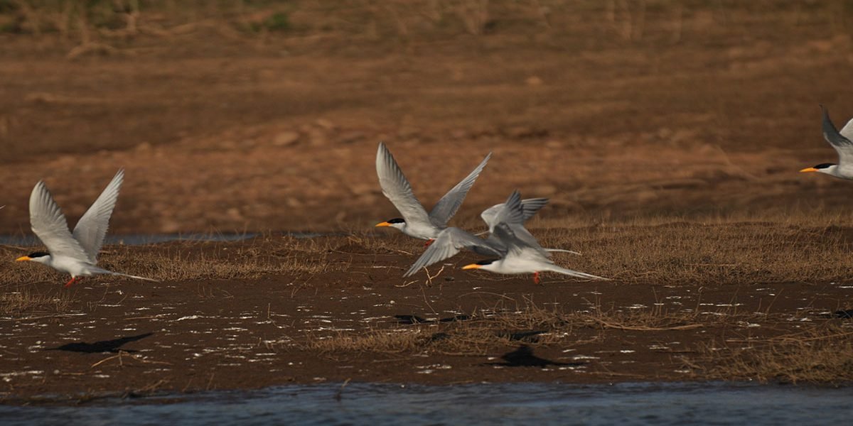 Satpura-National-park