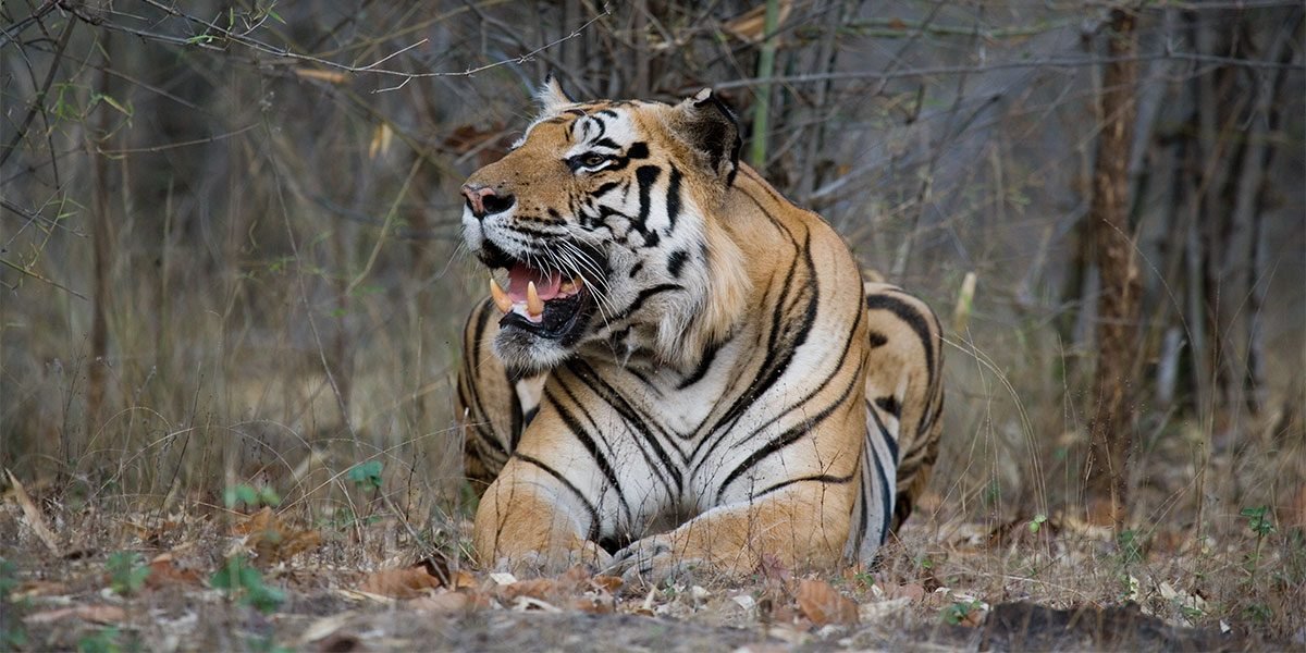 pench-national-park