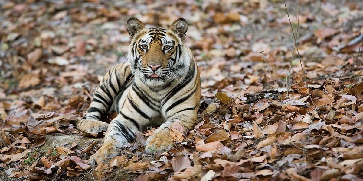 tadoba-national-park-1